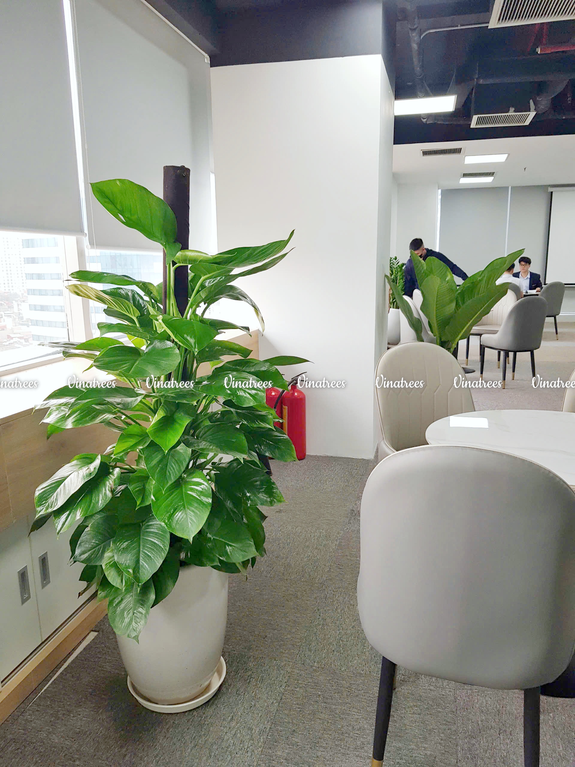 Thuê cây cảnh Hà Nội _Vinatrees